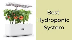 Best Hydroponic System