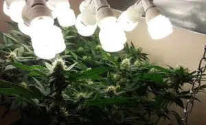 best lights for flowering stage